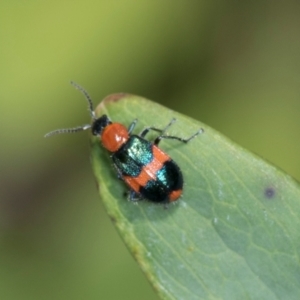 Dicranolaius bellulus at Higgins, ACT - 11 Dec 2023