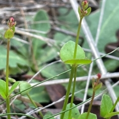 Gonocarpus micranthus subsp. micranthus (Creeping Raspwort) at Bendoura, NSW - 10 Dec 2023 by JaneR