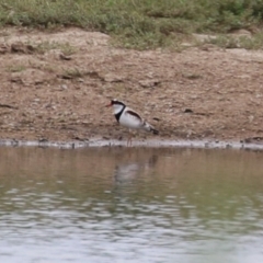 Charadrius melanops (Black-fronted Dotterel) at Paddys River, ACT - 11 Dec 2023 by RodDeb