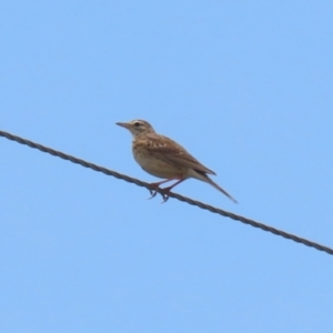 Anthus australis at Paddys River, ACT - 11 Dec 2023 12:07 PM