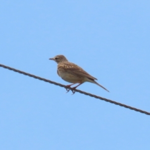 Anthus australis at Paddys River, ACT - 11 Dec 2023 12:07 PM