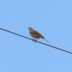 Anthus australis at Paddys River, ACT - 11 Dec 2023 12:07 PM