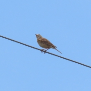 Anthus australis at Paddys River, ACT - 11 Dec 2023 12:07 PM