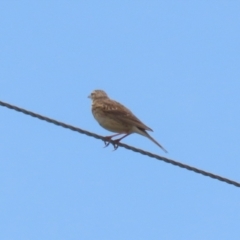 Anthus australis at Paddys River, ACT - 11 Dec 2023