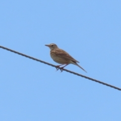 Anthus australis at Paddys River, ACT - 11 Dec 2023 12:07 PM