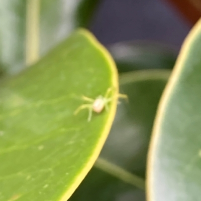 Lehtinelagia prasina (Leek-green flower spider) at Theodore, ACT - 9 Dec 2023 by Cardy