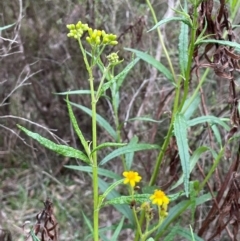 Senecio linearifolius (Fireweed Groundsel, Fireweed) at Bendoura, NSW - 10 Dec 2023 by JaneR