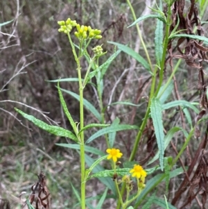 Senecio linearifolius at QPRC LGA - 10 Dec 2023