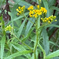 Senecio linearifolius at QPRC LGA - 10 Dec 2023