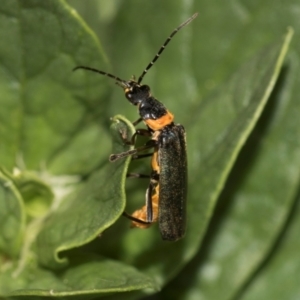 Chauliognathus lugubris at Higgins, ACT - 11 Dec 2023