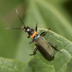 Chauliognathus lugubris at Higgins, ACT - 11 Dec 2023 11:16 AM