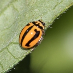 Micraspis frenata (Striped Ladybird) at Higgins, ACT - 11 Dec 2023 by AlisonMilton