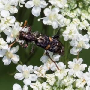 Eleale pulchra at Higgins, ACT - 11 Dec 2023