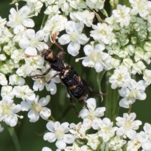 Eleale pulchra at Higgins, ACT - 11 Dec 2023