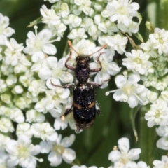 Eleale pulchra at Higgins, ACT - 11 Dec 2023