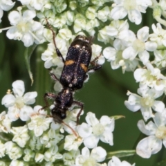 Eleale pulchra at Higgins, ACT - 11 Dec 2023