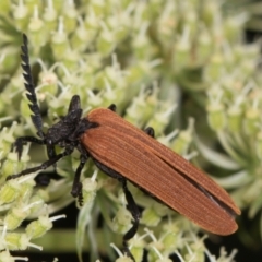 Porrostoma rhipidium (Long-nosed Lycid (Net-winged) beetle) at Higgins, ACT - 11 Dec 2023 by AlisonMilton