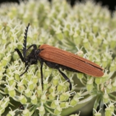 Porrostoma rhipidium at Higgins, ACT - 11 Dec 2023