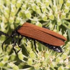 Porrostoma rhipidium at Higgins, ACT - 11 Dec 2023