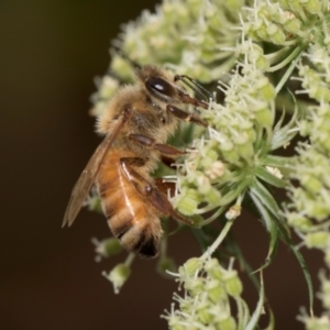 Apis mellifera at Higgins, ACT - 11 Dec 2023 11:12 AM