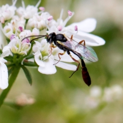 Ichneumonidae (family) (Unidentified ichneumon wasp) at Higgins, ACT - 10 Dec 2023 by AlisonMilton