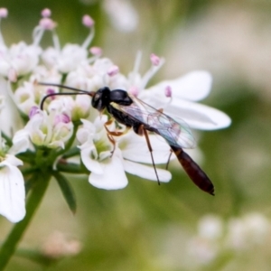 Ichneumonidae (family) at Higgins, ACT - 11 Dec 2023