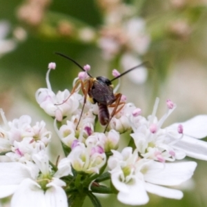 Ichneumonidae (family) at Higgins, ACT - 11 Dec 2023