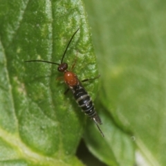 Braconidae (family) (Unidentified braconid wasp) at Higgins, ACT - 11 Dec 2023 by AlisonMilton