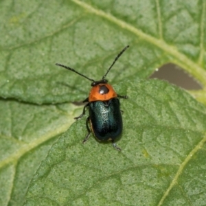 Aporocera (Aporocera) cyanipennis at Higgins, ACT - 11 Dec 2023