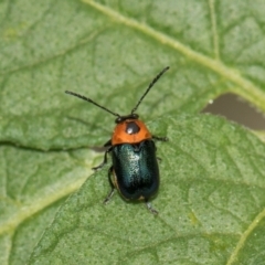 Aporocera (Aporocera) cyanipennis at Higgins, ACT - 11 Dec 2023