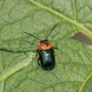 Aporocera (Aporocera) cyanipennis at Higgins, ACT - 11 Dec 2023