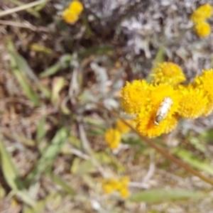 Austrotephritis pelia at Franklin Grassland (FRA_5) - 27 Nov 2023 11:38 AM