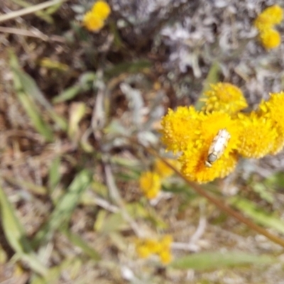 Austrotephritis pelia (Australian Fruit Fly) at Budjan Galindji (Franklin Grassland) Reserve - 27 Nov 2023 by JenniM