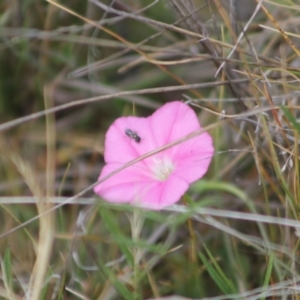 Lasioglossum sp. (genus) at Franklin Grassland (FRA_5) - 27 Nov 2023