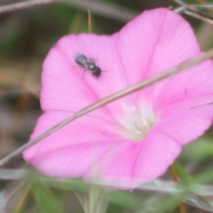 Lasioglossum sp. (genus) at Franklin Grassland (FRA_5) - 27 Nov 2023