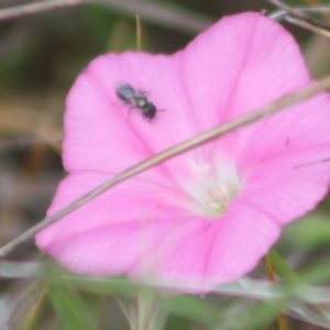 Lasioglossum sp. (genus) at Franklin Grassland (FRA_5) - 27 Nov 2023