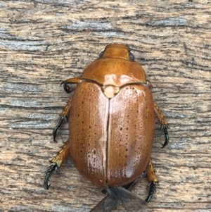 Anoplognathus sp. (genus) at Weetangera, ACT - 11 Dec 2023