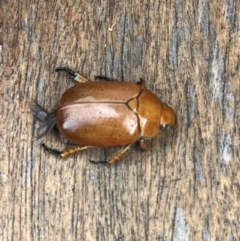 Anoplognathus sp. (genus) at Weetangera, ACT - 11 Dec 2023