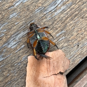 Anoplognathus sp. (genus) at Weetangera, ACT - 11 Dec 2023