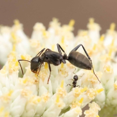 Camponotus aeneopilosus (A Golden-tailed sugar ant) at ANBG South Annex - 10 Dec 2023 by ConBoekel