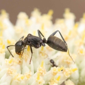 Camponotus aeneopilosus at Black Mountain NR (BMS) - 11 Dec 2023 10:12 AM