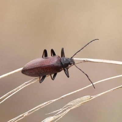 Homotrysis cisteloides (Darkling beetle) at Black Mountain NR (BMS) - 10 Dec 2023 by ConBoekel