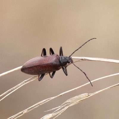 Homotrysis cisteloides (Darkling beetle) at Black Mountain NR (BMS) - 11 Dec 2023 by ConBoekel