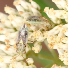 Germalus victoriae (A seed bug) at ANBG South Annex - 11 Dec 2023 by ConBoekel