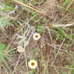 Tolpis barbata (Yellow Hawkweed) at Griffith Woodland (GRW) - 9 Dec 2023 by toothfamily