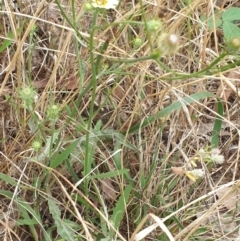 Tolpis barbata at Griffith Woodland (GRW) - 10 Dec 2023