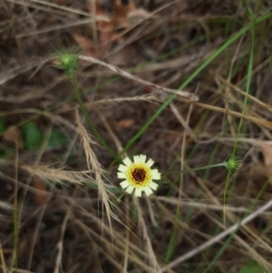 Tolpis barbata at Griffith Woodland (GRW) - 10 Dec 2023