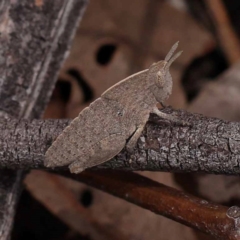 Goniaea australasiae (Gumleaf grasshopper) at Canberra Central, ACT - 11 Dec 2023 by ConBoekel