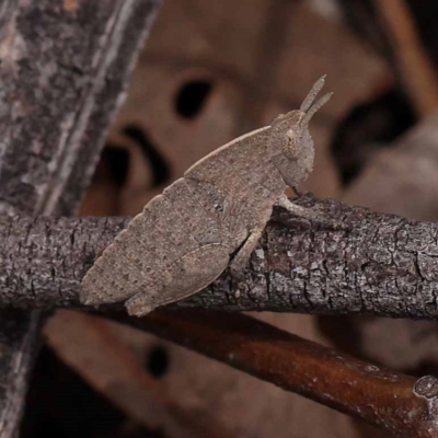 Goniaea australasiae (Gumleaf grasshopper) at ANBG South Annex - 11 Dec 2023 by ConBoekel