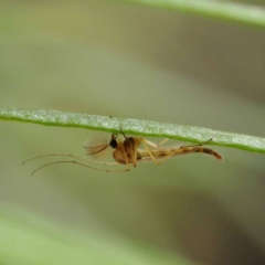 Chironomidae (family) (Non-biting Midge) at ANBG South Annex - 11 Dec 2023 by ConBoekel